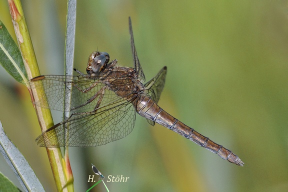 Kleiner Blaupfeil (Orthetrum coerulescens)